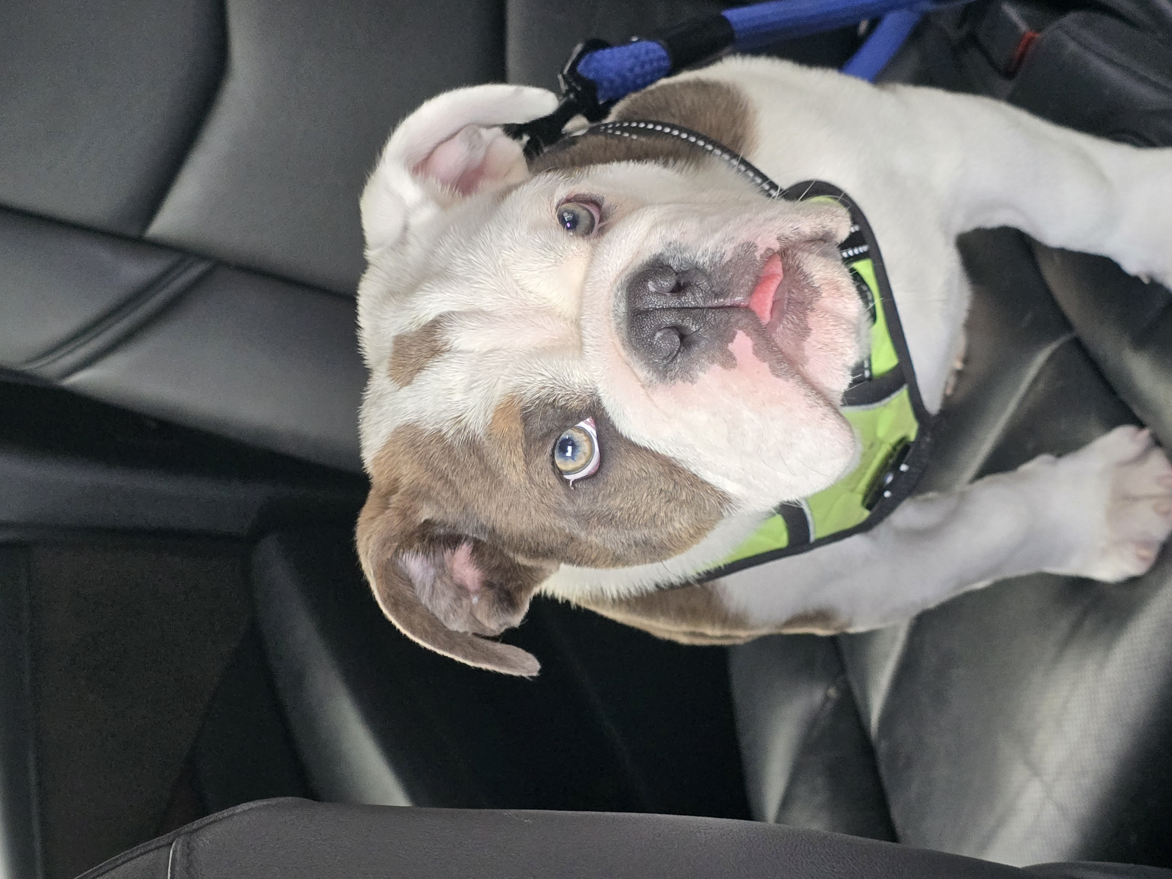 Harvey the Bulldog